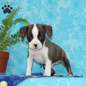Bingo, Boston Terrier Mix Puppy